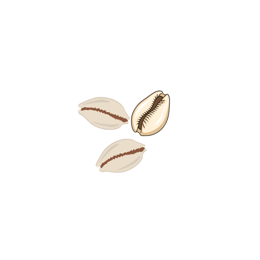Three cowrie shells on a white background